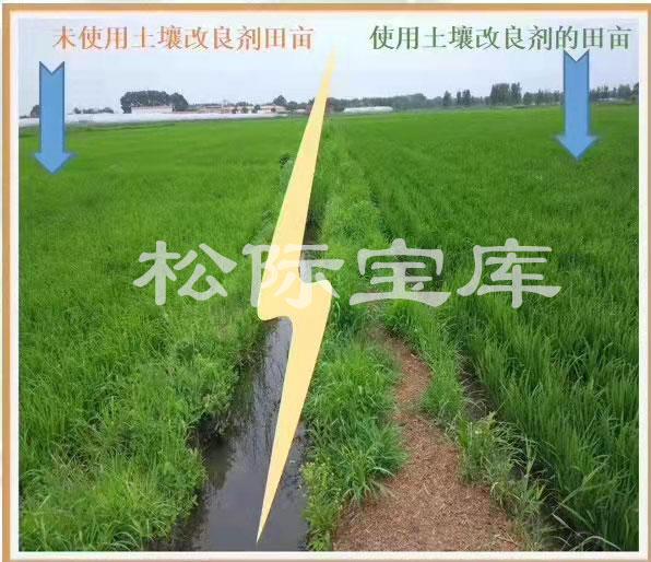 湖南益阳华容县水稻使用土壤改良剂对比实验