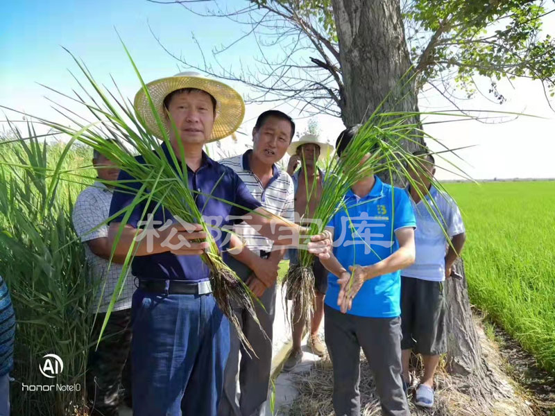 新疆石河子地区水稻使用土壤改良剂对比效果