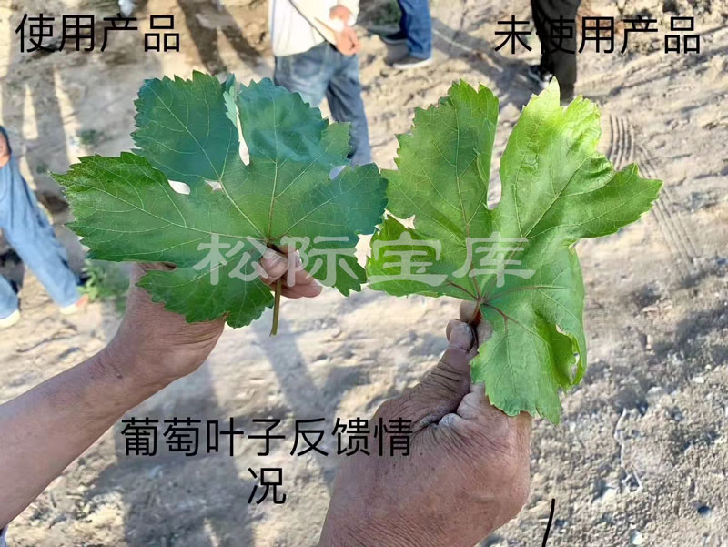 新疆喀什地区葡萄种植在使用土壤改良剂后叶子效果对比
