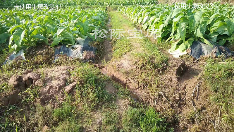 河南洛阳汝阳县蔡店乡黄康  种植基地使用土壤改良剂效果对比
