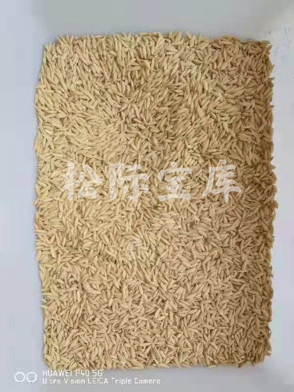 金郁1号香粳稻