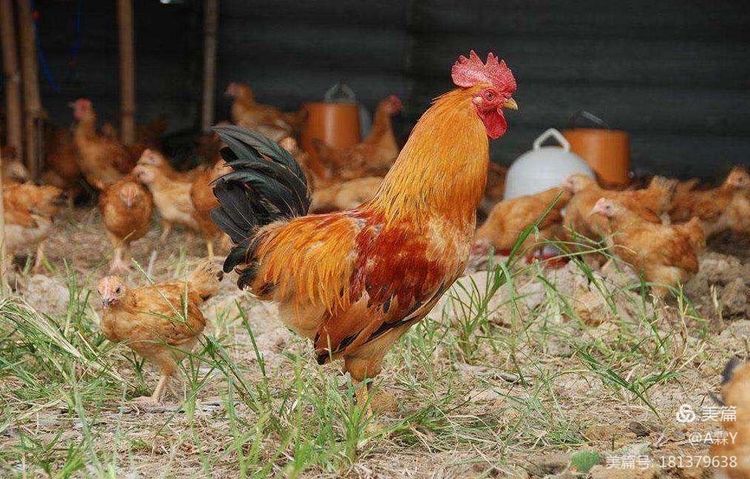  无抗养殖鸡毛光亮、鸡肉鲜美、养殖时间短、死亡率低
