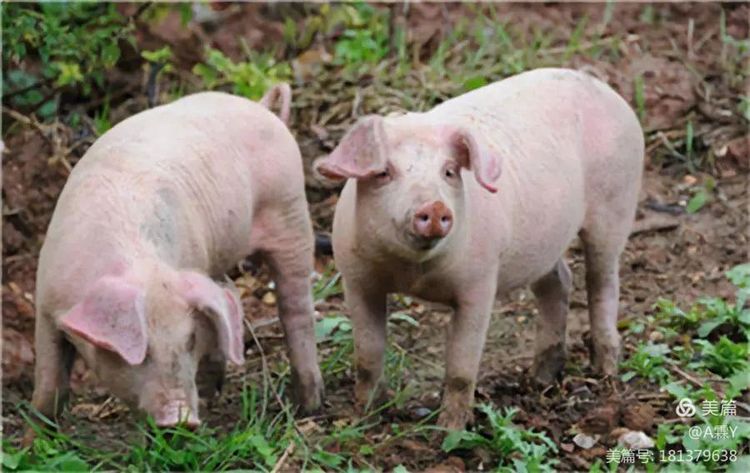 无抗养殖猪成长快、肉质口感好、节省饲料成本