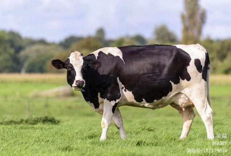 无抗养殖牛成长快、提高免疫力,提高抗应激能力,增强食欲,促进饲料吸收,提高牛奶产量,提高乳脂率,控制隐形乳腺炎发生喝非外力导致显形乳腺炎发生