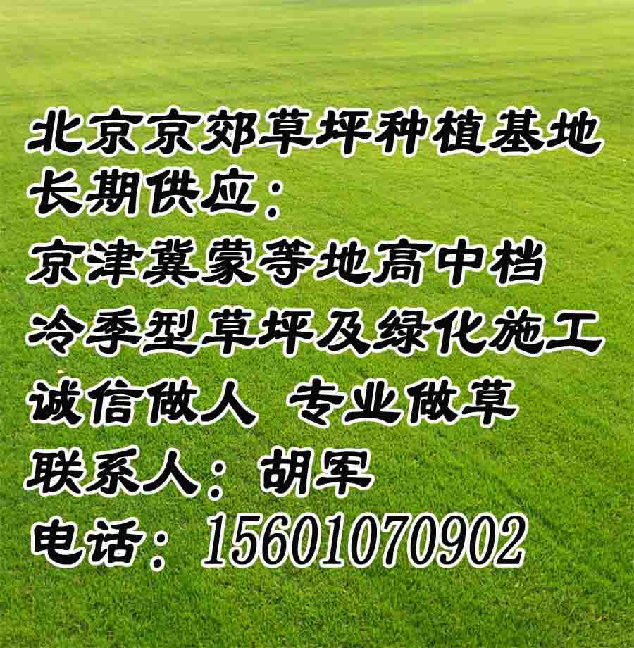 顺义绿化草坪 密云销售草坪 怀柔草皮厂家 延庆公园草坪 昌平小区绿化草坪