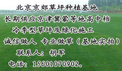 呼和浩特卖草坪价格 呼和浩特销售草皮厂家 呼和浩特绿化草坪价格 公园小区草坪