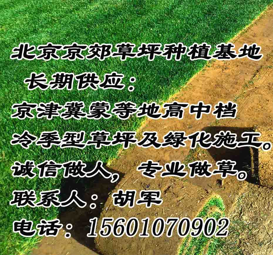 昌平绿化草坪价格 昌平卖草皮厂家 昌平销售草坪 公园小区草皮