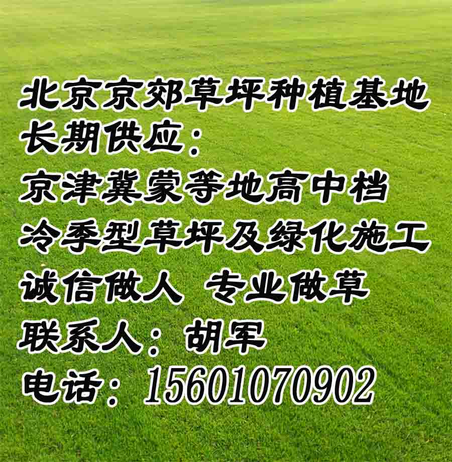 包头公园草坪 昆都仑绿化草皮价格 青山区卖草坪厂家 东河区销售草皮批发