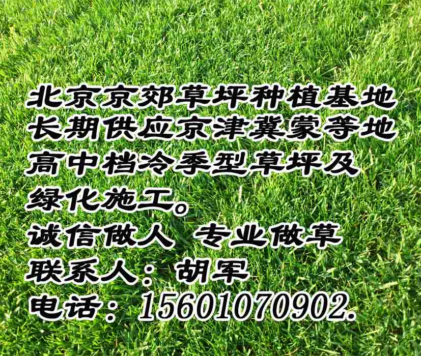 大同绿化草皮厂家 平城区销售草坪价格云冈区卖草皮批发 新荣区公园草皮 云州区小区绿化草皮