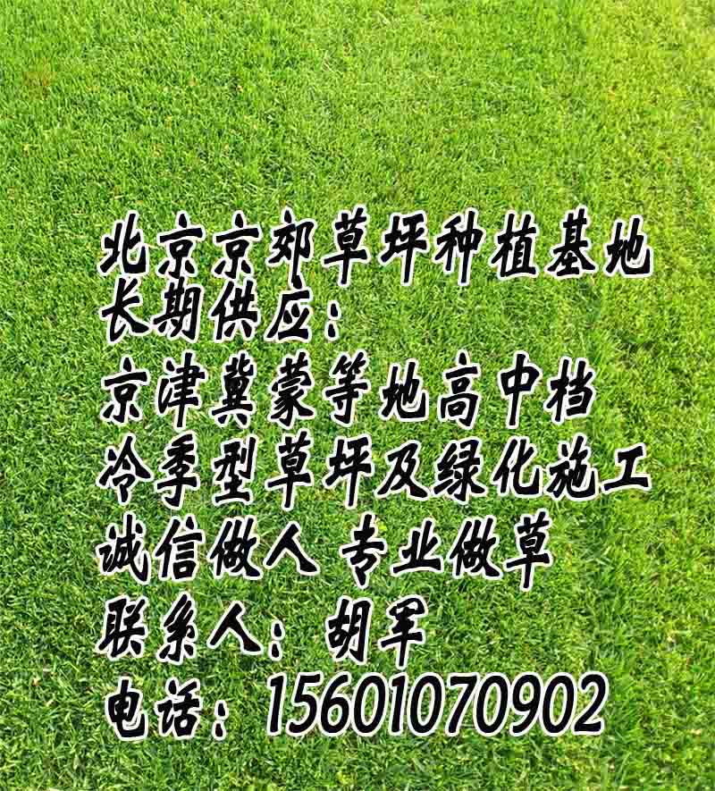 松山区销售草坪、元宝山区绿化草坪厂家、林西县公园草坪、宁城县批发草坪