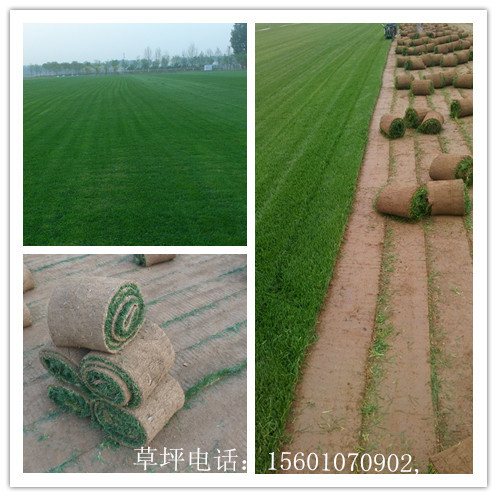 昆都仑草皮厂家、青山销售草坪价格、东河卖学校草坪基地、九原绿化草坪厂家、石拐公园草坪基地