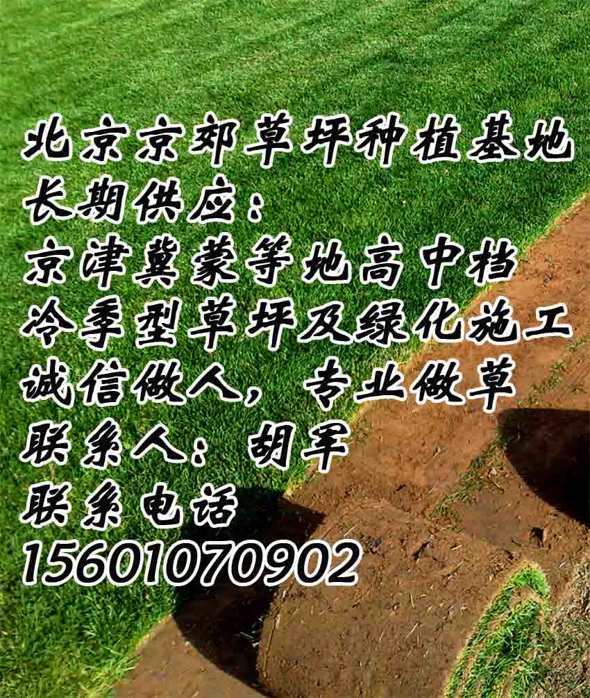 和平销售草坪厂家、河西绿化草皮价格、南开卖学校草皮、河东公园草坪