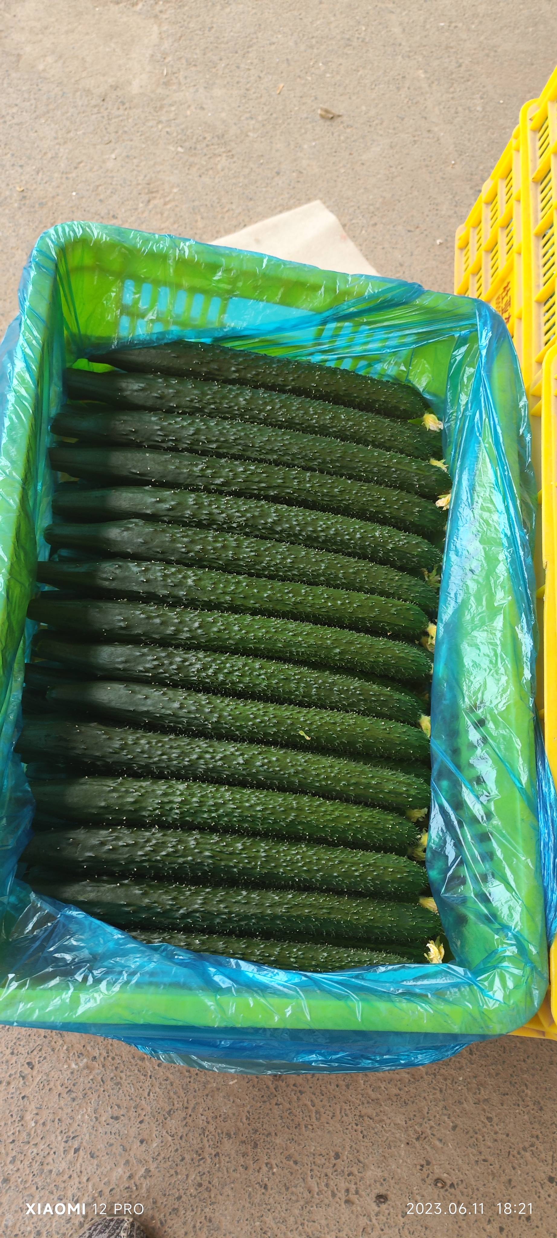 黄瓜 西红柿 黄瓜 西红柿