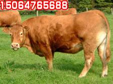 西门塔尔种牛价格牛犊价格