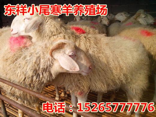 黑龙江肉牛养殖小尾寒羊每斤价格15265777776