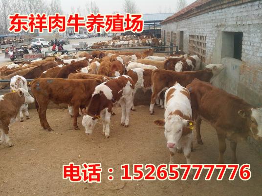 肉羊养殖肉牛现在价格13853764589