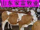 广东肉牛犊养殖业发展行情 肉牛犊养殖技术