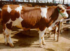 牛-肉牛养殖技术肉牛价格-易龙商务网