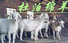 杜泊绵羊的饲养管理技术规程