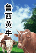2010年广东茂名肉牛养殖分析