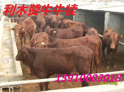 黄牛的价格改良西门塔尔小母牛