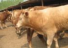 最新肉牛行情肉牛价格肉牛养殖效益