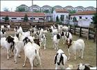 黑山羊养殖技术波尔山羊养殖场