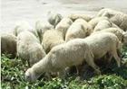 波尔山羊价格肉羊价格屠宰羊价格