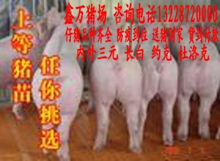 北京仔猪价格发布