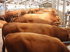 广东肉牛如何养殖效益高哪个季节养牛最好