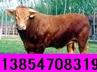 肉牛养殖网肉牛犊养殖场肉牛犊养殖成本