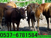 肉牛犊养殖成本-肉牛犊饲养效益分析
