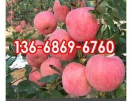 红富士苹果批发行情南岸区苹果产地报价