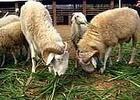 陕西波尔山羊养殖场波尔山羊价格