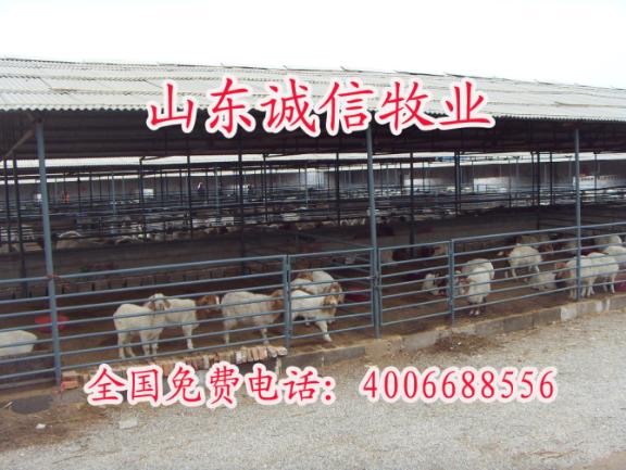 诚信单位牛羊调拨优惠中中国养牛网