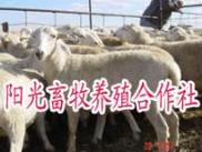山东省适合养殖什么品种肉牛肉羊
