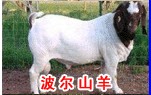 改良肉牛犊波尔山羊牛羊行情