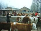 安徽省肉牛的市场价格行情