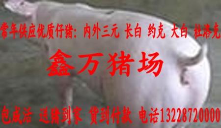 全新发布南阳仔猪价格