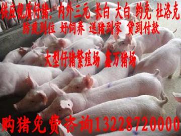 安新仔猪价格发布