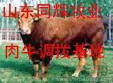 湖南那有销售肉牛的  湖南肉牛养殖基地