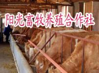 春天肉牛价格预测 春天养殖肉牛效益分析