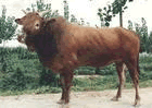 河南肉牛犊肉牛鲁西黄肉牛
