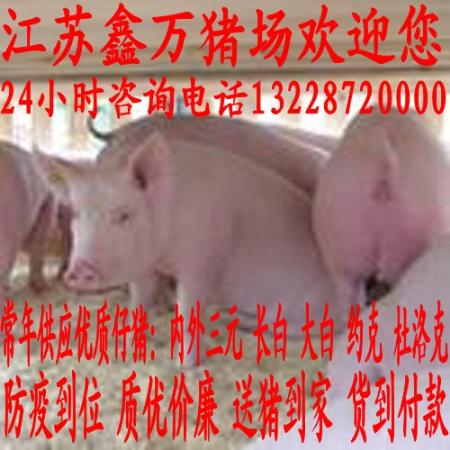 安庆长白猪价格
