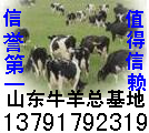 改良小牛犊财富热线13791792319