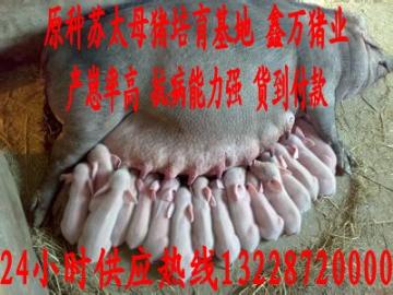北京苏太母猪价格