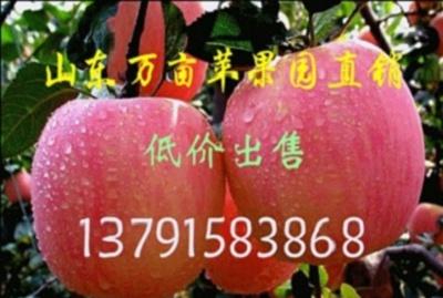 宁夏回族自治区红星苹果哪里便宜