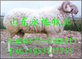 安徽20斤纯种小尾寒羊多少钱一只 肉羊养殖技术  15053777755