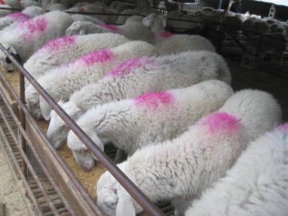 绵羊育肥羊的价格