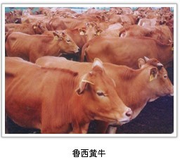 山东鲁西黄牛养殖基地养殖价格